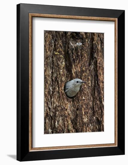 Mountain Bluebird (Sialia Currucoides), Yellowstone National Park, Wyoming-James Hager-Framed Photographic Print