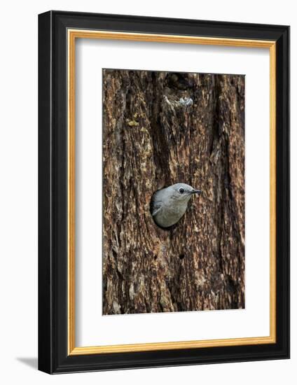 Mountain Bluebird (Sialia Currucoides), Yellowstone National Park, Wyoming-James Hager-Framed Photographic Print