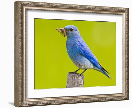 Mountain Bluebird With Caterpillars Near Kamloops, British Columbia, Canada-Larry Ditto-Framed Photographic Print