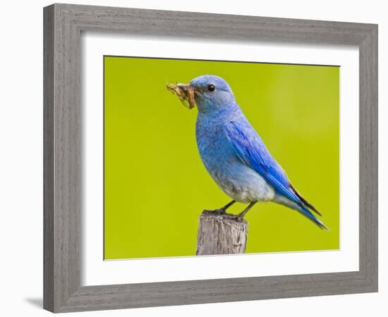 Mountain Bluebird With Caterpillars Near Kamloops, British Columbia, Canada-Larry Ditto-Framed Photographic Print