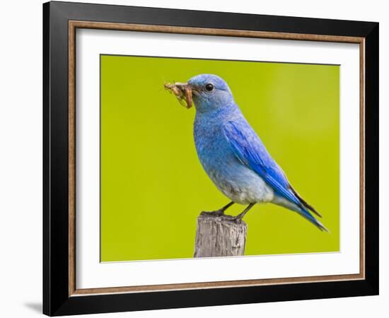 Mountain Bluebird With Caterpillars Near Kamloops, British Columbia, Canada-Larry Ditto-Framed Photographic Print