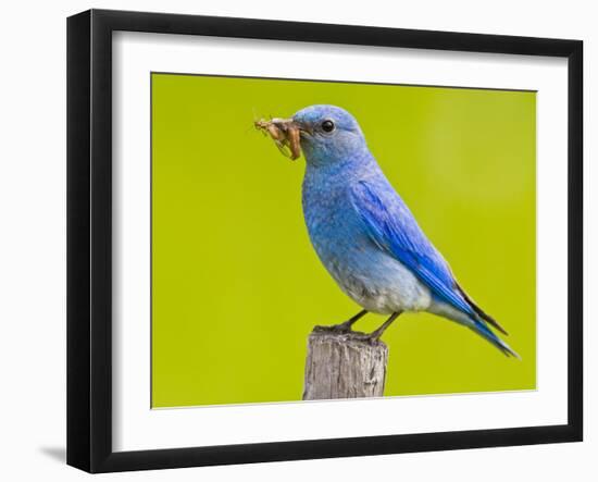 Mountain Bluebird With Caterpillars Near Kamloops, British Columbia, Canada-Larry Ditto-Framed Photographic Print