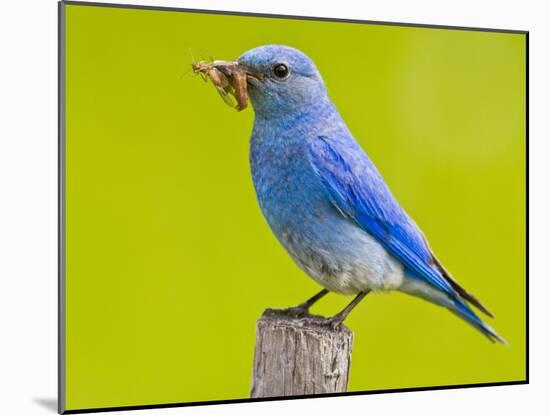 Mountain Bluebird With Caterpillars Near Kamloops, British Columbia, Canada-Larry Ditto-Mounted Photographic Print