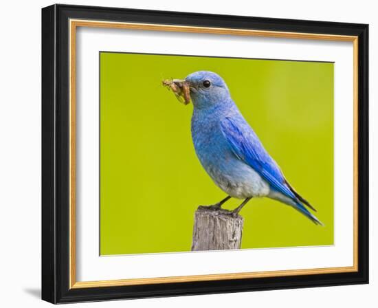 Mountain Bluebird With Caterpillars Near Kamloops, British Columbia, Canada-Larry Ditto-Framed Photographic Print