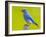 Mountain Bluebird With Caterpillars Near Kamloops, British Columbia, Canada-Larry Ditto-Framed Photographic Print