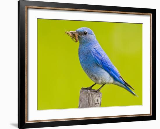 Mountain Bluebird With Caterpillars Near Kamloops, British Columbia, Canada-Larry Ditto-Framed Photographic Print