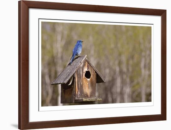 Mountain Bluebird-Donald Paulson-Framed Giclee Print