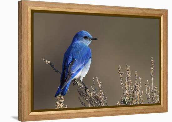 Mountain Bluebird-Ken Archer-Framed Premier Image Canvas