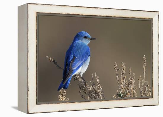 Mountain Bluebird-Ken Archer-Framed Premier Image Canvas