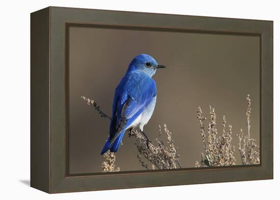 Mountain Bluebird-Ken Archer-Framed Premier Image Canvas