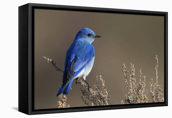Mountain Bluebird-Ken Archer-Framed Premier Image Canvas