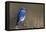 Mountain Bluebird-Ken Archer-Framed Premier Image Canvas