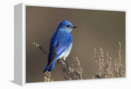 Mountain Bluebird-Ken Archer-Framed Premier Image Canvas