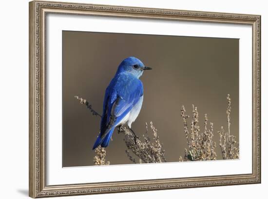 Mountain Bluebird-Ken Archer-Framed Photographic Print