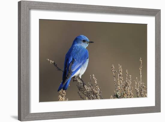 Mountain Bluebird-Ken Archer-Framed Photographic Print