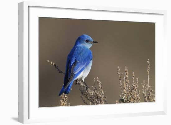 Mountain Bluebird-Ken Archer-Framed Photographic Print