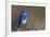 Mountain Bluebird-Ken Archer-Framed Photographic Print