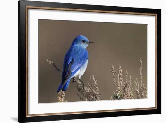 Mountain Bluebird-Ken Archer-Framed Photographic Print