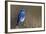 Mountain Bluebird-Ken Archer-Framed Photographic Print