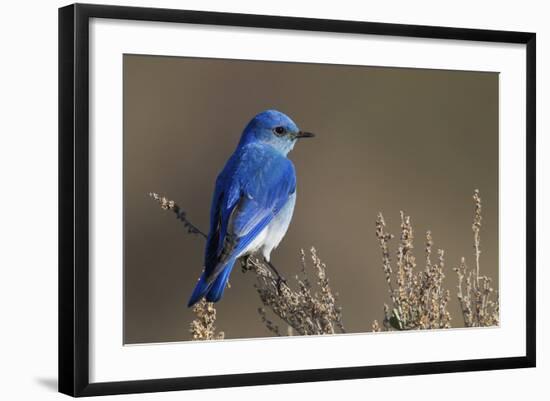 Mountain Bluebird-Ken Archer-Framed Photographic Print