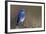 Mountain Bluebird-Ken Archer-Framed Photographic Print