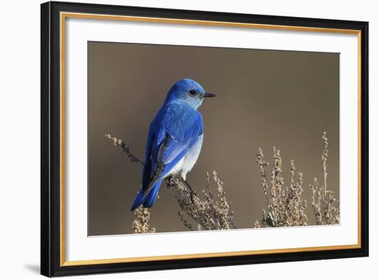 Mountain Bluebird-Ken Archer-Framed Photographic Print