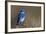 Mountain Bluebird-Ken Archer-Framed Photographic Print