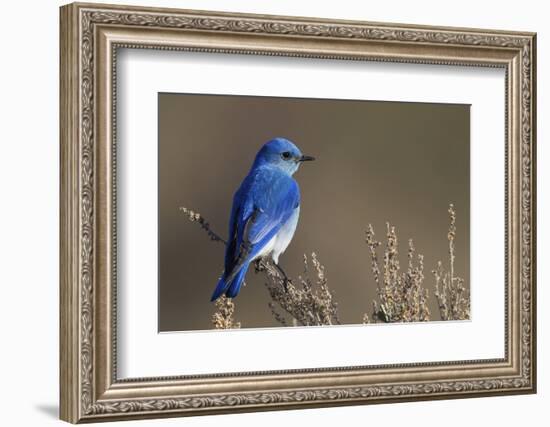 Mountain Bluebird-Ken Archer-Framed Photographic Print