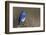 Mountain Bluebird-Ken Archer-Framed Photographic Print