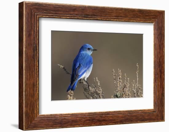 Mountain Bluebird-Ken Archer-Framed Photographic Print