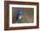 Mountain Bluebird-Ken Archer-Framed Photographic Print