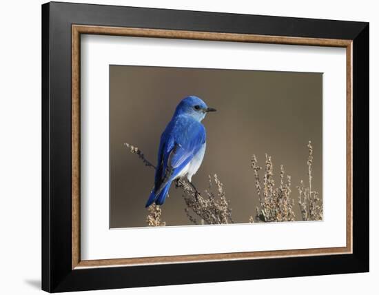 Mountain Bluebird-Ken Archer-Framed Photographic Print