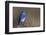 Mountain Bluebird-Ken Archer-Framed Photographic Print