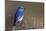 Mountain Bluebird-Ken Archer-Mounted Photographic Print