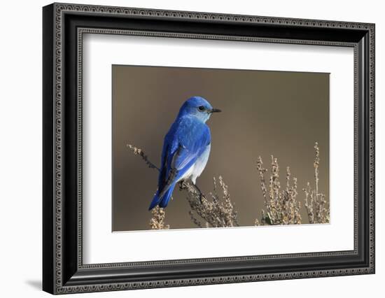 Mountain Bluebird-Ken Archer-Framed Photographic Print