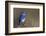 Mountain Bluebird-Ken Archer-Framed Photographic Print