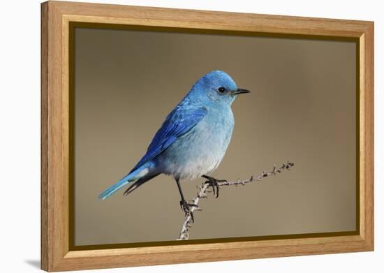 Mountain Bluebird-Ken Archer-Framed Premier Image Canvas