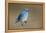 Mountain Bluebird-Ken Archer-Framed Premier Image Canvas