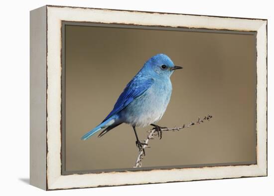 Mountain Bluebird-Ken Archer-Framed Premier Image Canvas