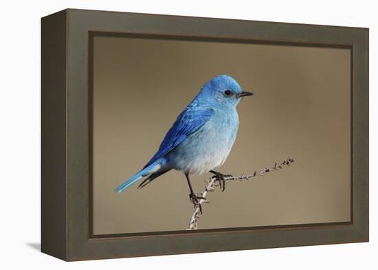 Mountain Bluebird-Ken Archer-Framed Premier Image Canvas