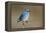 Mountain Bluebird-Ken Archer-Framed Premier Image Canvas