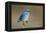 Mountain Bluebird-Ken Archer-Framed Premier Image Canvas