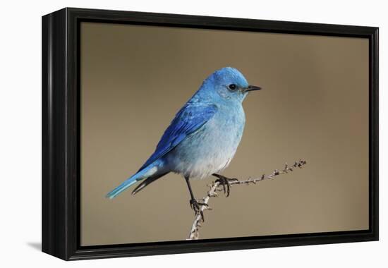 Mountain Bluebird-Ken Archer-Framed Premier Image Canvas