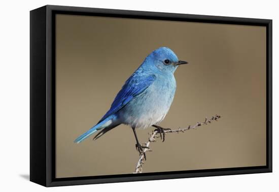 Mountain Bluebird-Ken Archer-Framed Premier Image Canvas