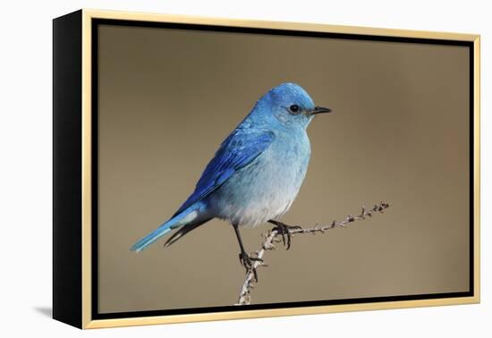 Mountain Bluebird-Ken Archer-Framed Premier Image Canvas