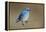 Mountain Bluebird-Ken Archer-Framed Premier Image Canvas