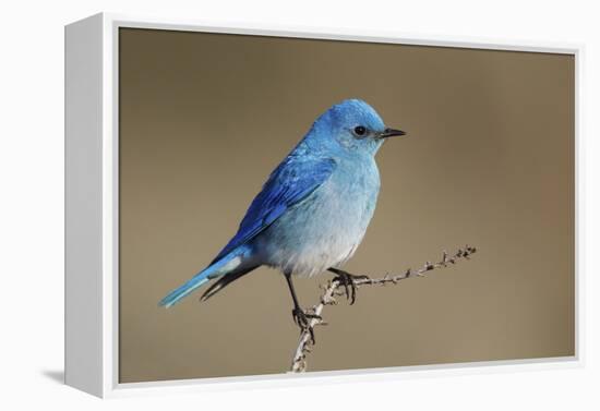 Mountain Bluebird-Ken Archer-Framed Premier Image Canvas