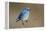 Mountain Bluebird-Ken Archer-Framed Premier Image Canvas