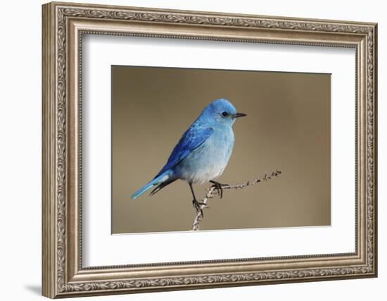 Mountain Bluebird-Ken Archer-Framed Photographic Print