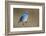 Mountain Bluebird-Ken Archer-Framed Photographic Print